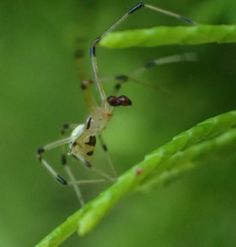 Heterotheridion nigrovariegatum